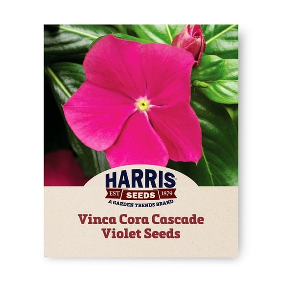 Harris Seeds - Vinca Cora Cascade Violet with White Eye Flower Seeds - 100 Seeds
