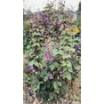 thumbnail image 5 of Plant Good Seed Organic Ruby Moon Hyacinth Bean Seed for Planting: Purple Pods, Flower Vine - 12 Seed Packet, 5 of 5