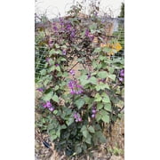 Plant Good Seed Organic Ruby Moon Hyacinth Bean Seed for Planting: Purple Pods, Flower Vine - 12 Seed Packet