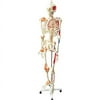 Walter Products Full Size Human Skeleton, 67", 170 cm with Muscles and Ligaments
