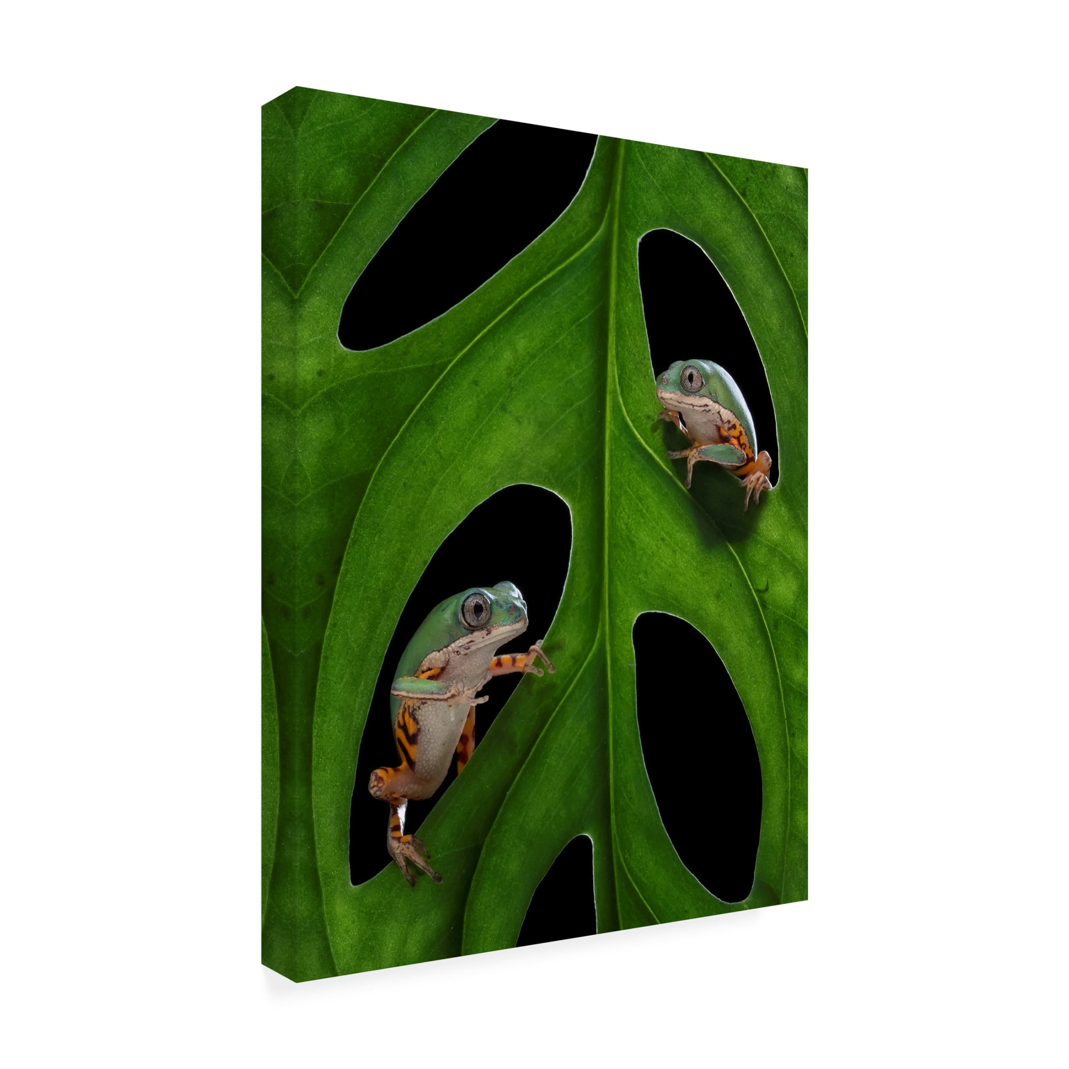 Trademark Fine Art Tantoyensen Hang out Canvas Wall Art