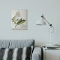 thumbnail image 2 of Stupell Industries Botanical Plant Illustration Leaves Vintage Design Canvas Wall Art by Unknown, 2 of 6