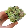 thumbnail image 4 of Sedum Dasyphyllum Minor Succulent (2"+ Clay Pot) - Tiny, Lovely, Easy to Care Succulent for Beginners - Live Healthy Succulent for Home Office, 4 of 9