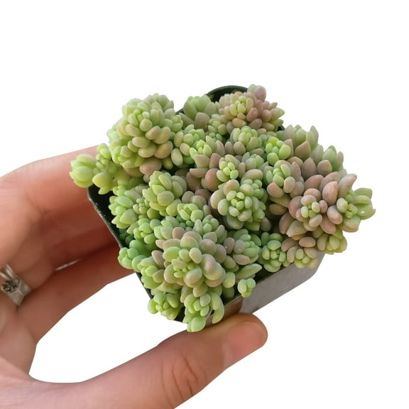 Sedum Dasyphyllum Minor Succulent (2"  Plastic Pot) - Tiny, Lovely, Easy to Care Succulent for Beginners - Live Healthy Succulent for Home Office