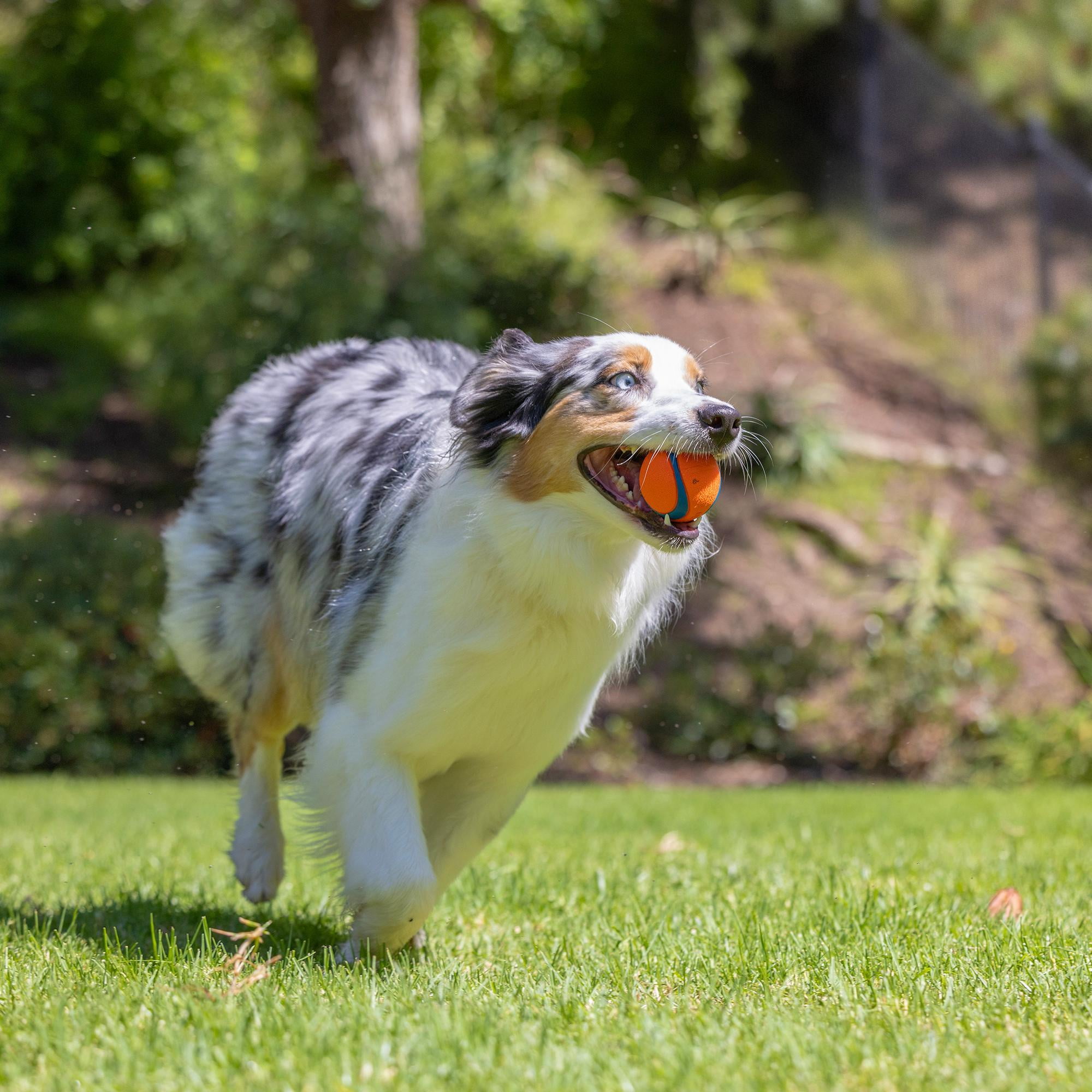 Chuckit! Ultra Ball Rubber Fetch Dog Toy with Carry and Clean Bucket, Includes 8 Medium (2.5") Ultra Balls, for Dogs 20-60 lb