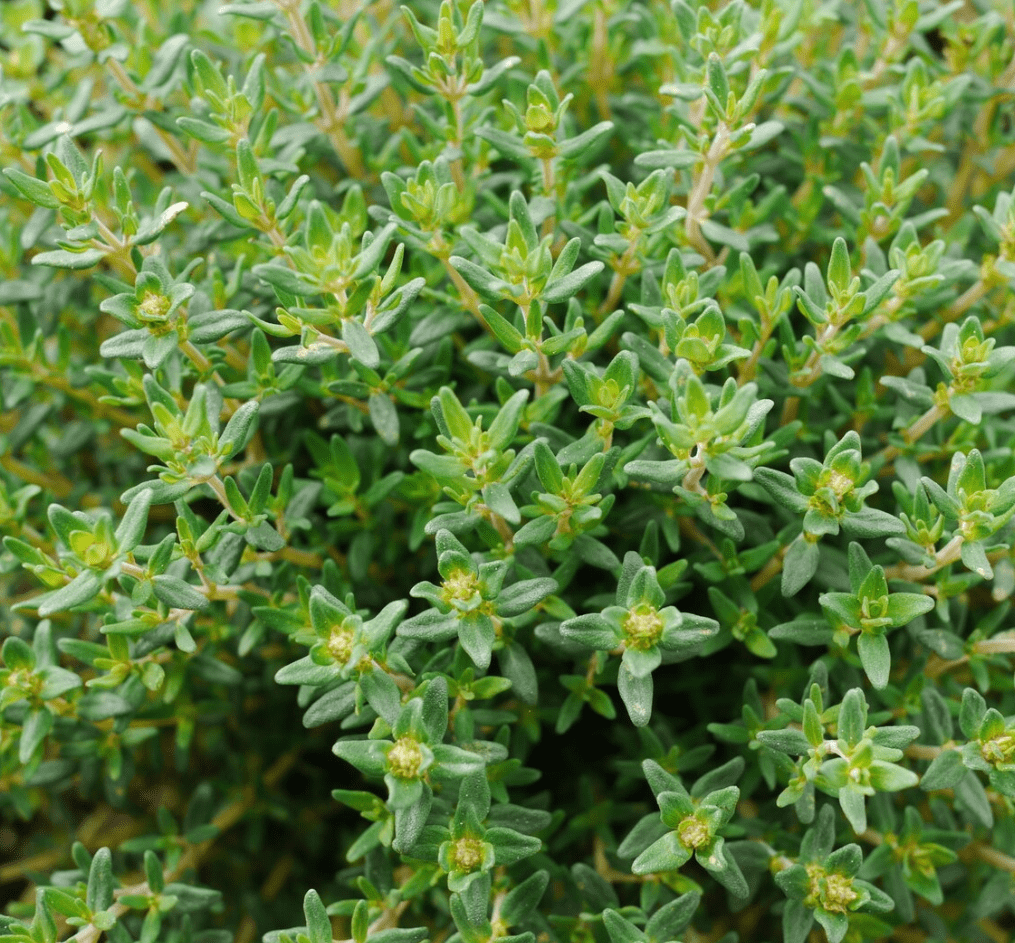 Set of 2 French Thyme Live Herb Plants, 3-4 Inch Tall, Aromatic Culinary Herb for Indoor Outdoor Garden & Kitchen, No Pot