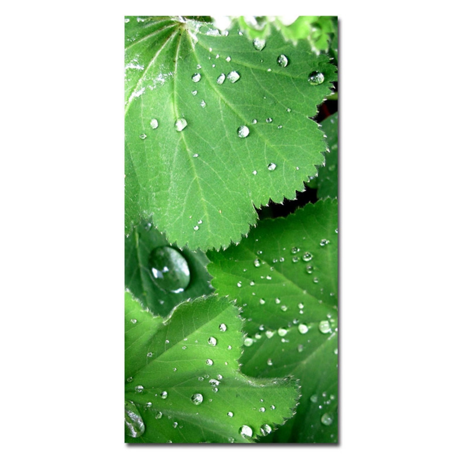 Trademark Art "Water Droplets" Canvas Art by Kathie McCurdy, 30x47
