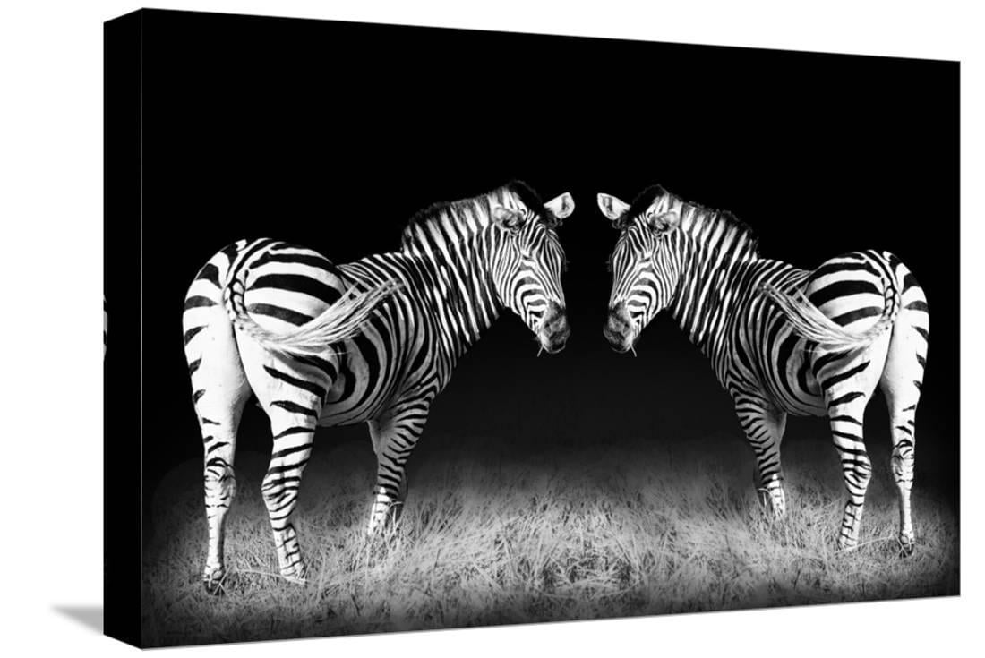 Black and White Mirrored Zebras, Animals Stretched Canvas Wall Art by ...
