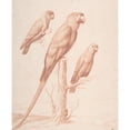 thumbnail image 3 of Nicolas Robert 15x18 Black Modern Framed Museum Art Print Titled - Three Parrots (ca. 1675), 3 of 5