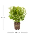 thumbnail image 3 of Southern Living 1gal Ligustrum Sunshine Live Shrub Plant Sun, 3 of 6