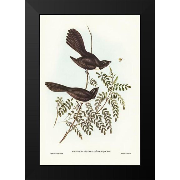 Gould, John 11x14 Black Modern Framed Museum Art Print Titled - Black Fantailed Flycatcher-Rhipidura Motacilloides