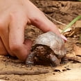 thumbnail image 2 of SCHLEICH Vida silvestre, Estatuilla de animales, Juguetes de animales para niños y niñas d Schleich Schleich, 2 of 5