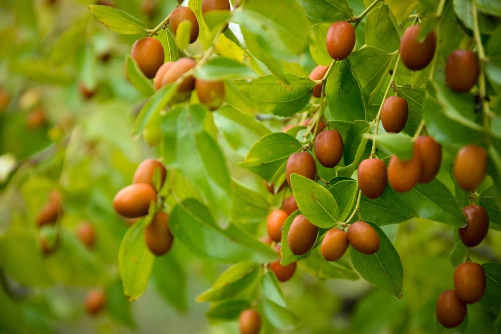 Chinese Date Tree Seeds for Planting 6 Seeds Jujube, Chinese Date