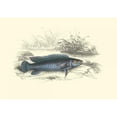 thumbnail image 3 of Lizars, W.H. 18x14 Black Modern Framed Museum Art Print Titled - Lizars Game Fish III, 3 of 5
