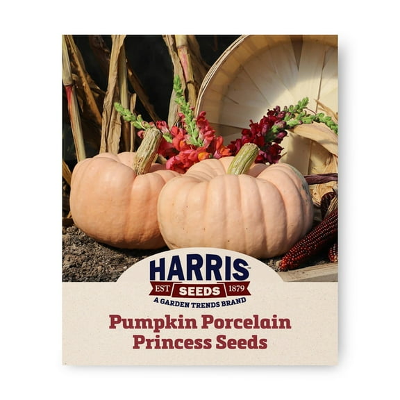 Harris Seeds - Treated Pumpkin Porcelain Princess F1 Seeds - Dark Orange Flesh - 250 Seeds
