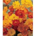 thumbnail image 1 of 300 BRIGHT LIGHTS COSMOS Mix Mixed Colors Red Orange Yel Bipinnatus Flower Seeds, 1 of 3