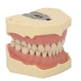 thumbnail image 4 of Modelo de Dientes Dentales de Goma Suave NikouMX Estética Elegante, 4 of 8