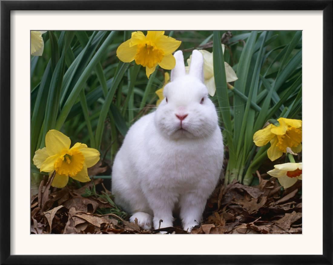 Domestic Albino Netherland Dwarf Rabbit Amongst Daffodils Usa Framed Art Prin Walmart Com Walmart Com