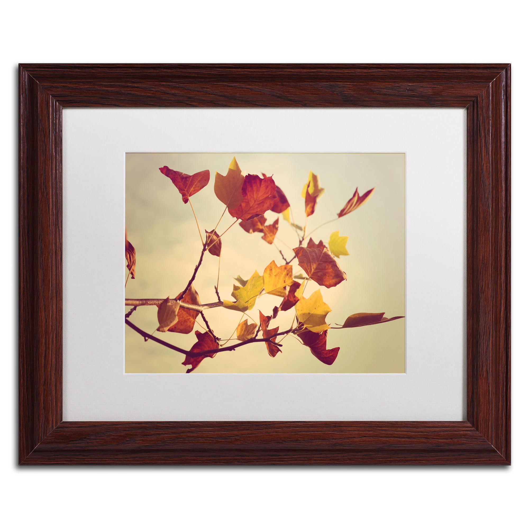 Trademark Fine Art "Still Fall II" Canvas Art by Philippe Sainte-Laudy, White Matte, Wood Frame