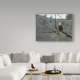 thumbnail image 3 of Trademark Fine Art 'Bald Eagle Perched' Canvas Art by Galloimages Online, 3 of 3
