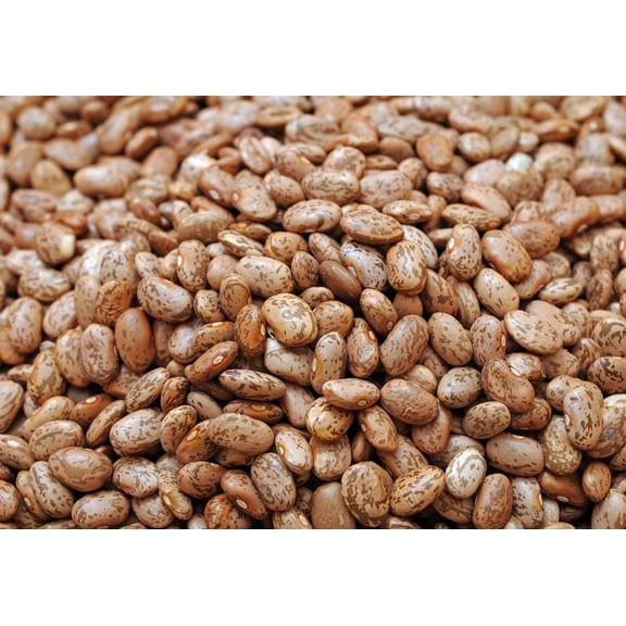 Pinto Bean Seeds