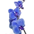 thumbnail image 2 of Blue Orchids Wall Mural by Wallmonkeys Peel and Stick Graphic (36 in H x 19 in W) WM234991, 2 of 4