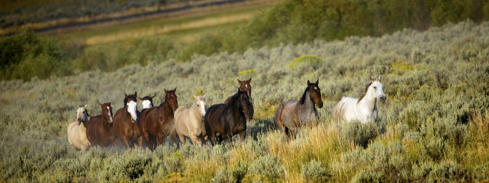Wild Horses Canvas