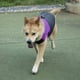 thumbnail image 1 of Ropa para Mascotas - Poliéster Morado Pet Impermeable Chaqueta de plumón Chaleco Ropa Abrigo Grueso Grueso para Perros Grandes(2XL), 1 of 5
