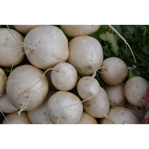 Turnip Shogoin Deer Food Plot Great Heirloom Vegetable Seeds by Seed Kingdom Bulk 1 Lb Seeds