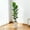 White basin 5FT, variant on Gaderth Artificial Fiddle Leaf Fig Tree with Planter, Faux Ficus Tree Fake Moss Tall Fake Tree for Home Decor for Home Office Wedding Party Gifts Indoor Outdoor Decor