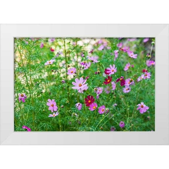 Wilson, Emily M. 14x11 White Modern Wood Framed Museum Art Print Titled - Haft Kul-Sughd Province-Tajikistan Purple daisies in the mountains of Tajikistan