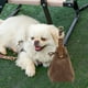 thumbnail image 5 of Bolsa portátil para snacks de perro, con manos libres, gran capacidad, con cordón, para paseos al aire libre y entrenamientos, nailon resistente, tamaño compacto, ideal para viajes,, 5 of 8