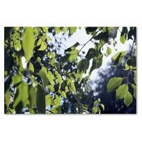 Trademark Fine Art "Whispers of Summer" Canvas Art by Beata Czyzowska Young