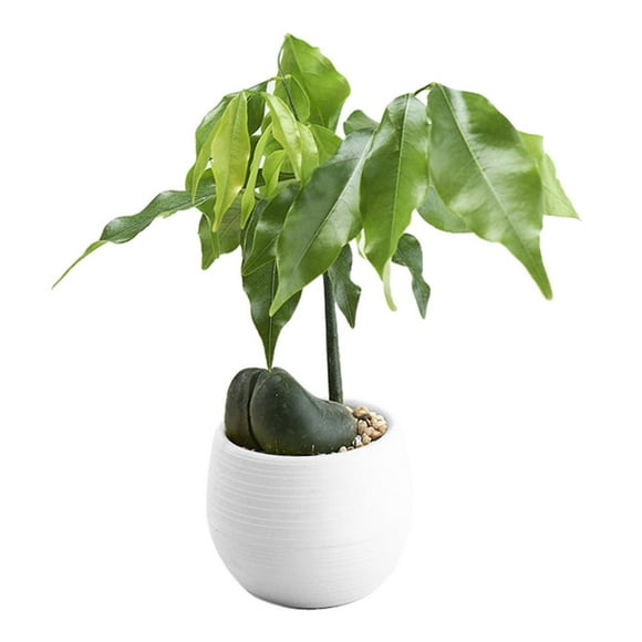 Wefuesd Mini Colourful Round Plastic Plant Flower Pots Home Office Decor Planter, Plant Pots, Flower Pots, Garden Decor