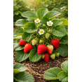 thumbnail image 2 of Albion Everbearing Strawberry Plants - Fruit Very Firm, Sweet, High Yields (10 Plants) Can Not Ship to California., 2 of 6