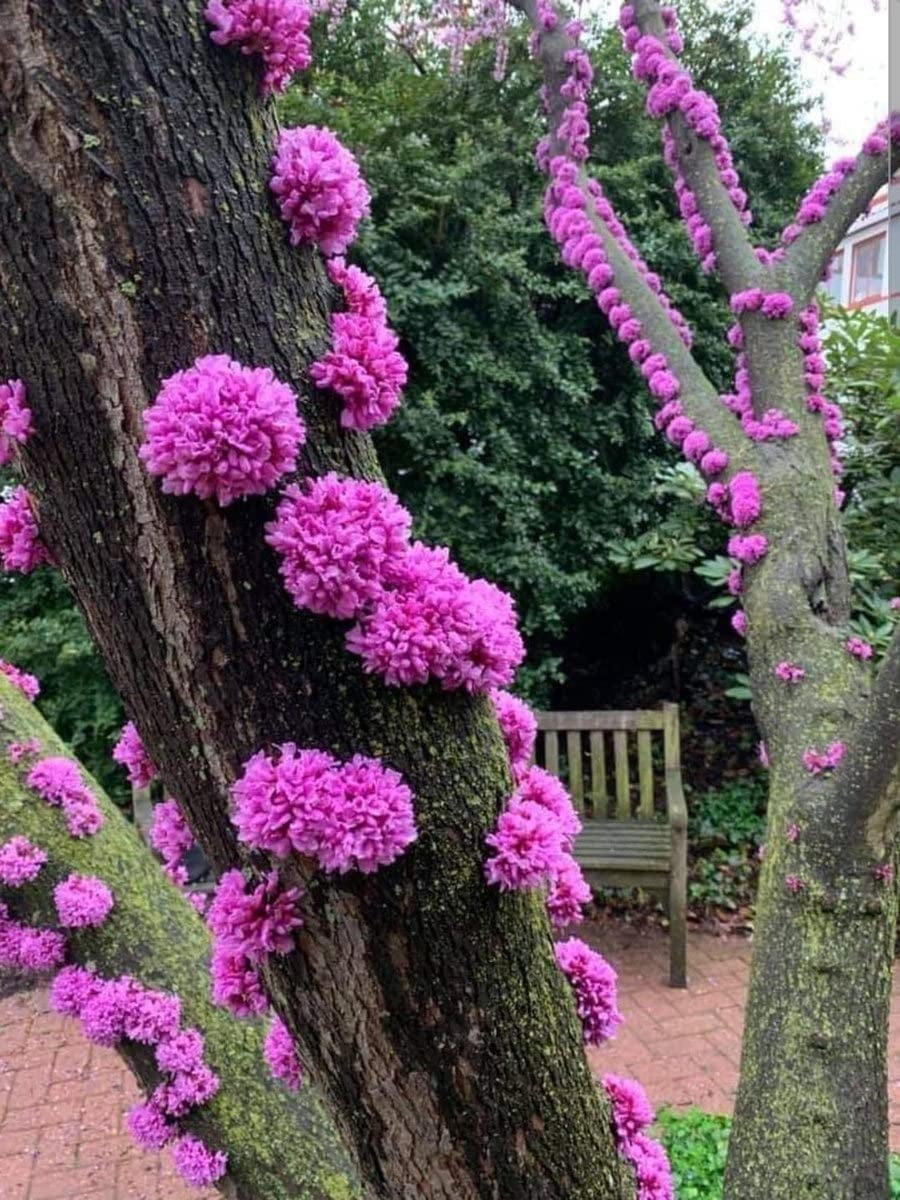 Judas Tree Seeds for Planting 20 Seeds Flowering Tree Prized for