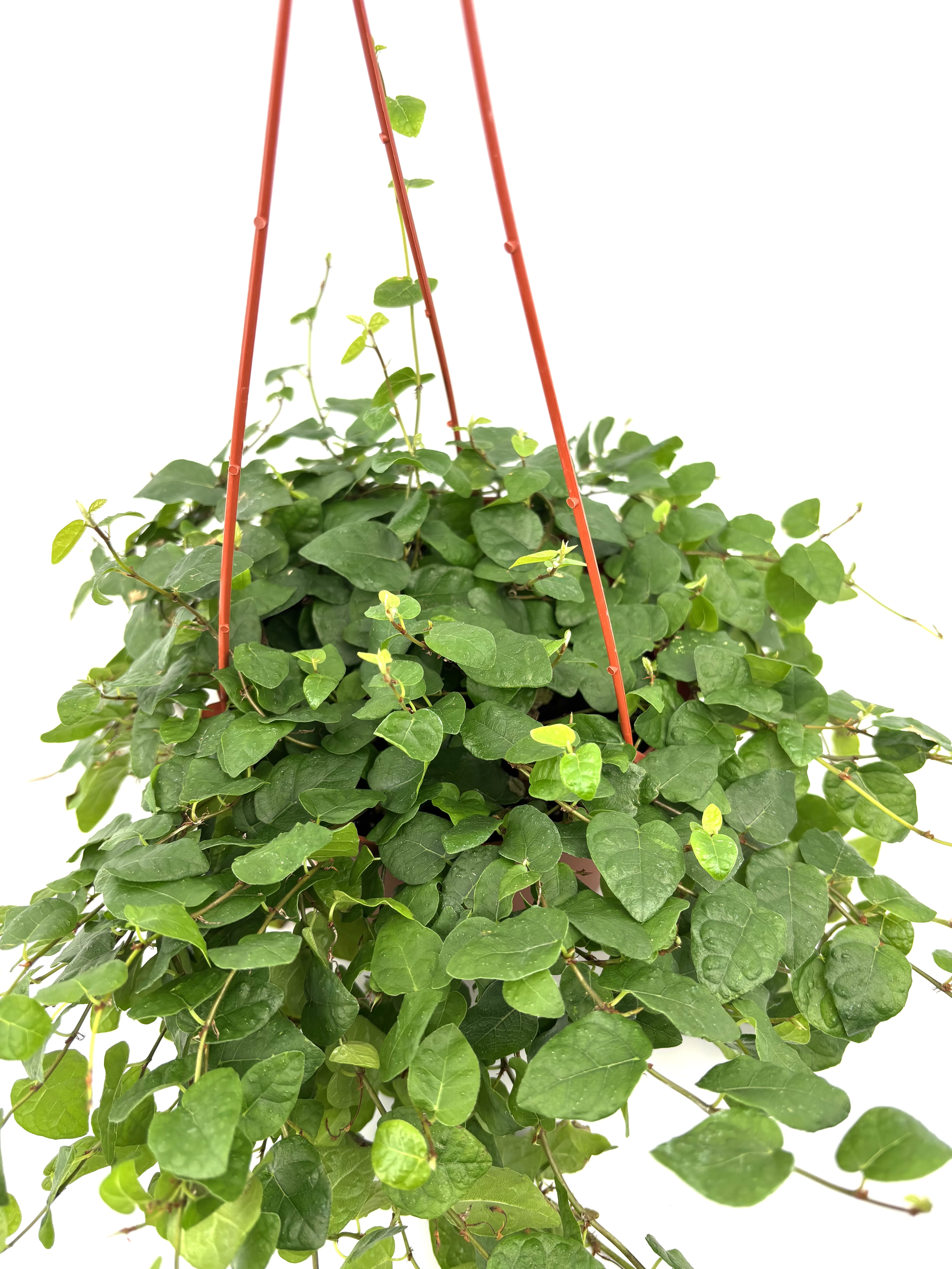 Creeping Fig Ficus Pumila Live Plants in 6" Hanging Planter, Easy to Keep, Air Purifying