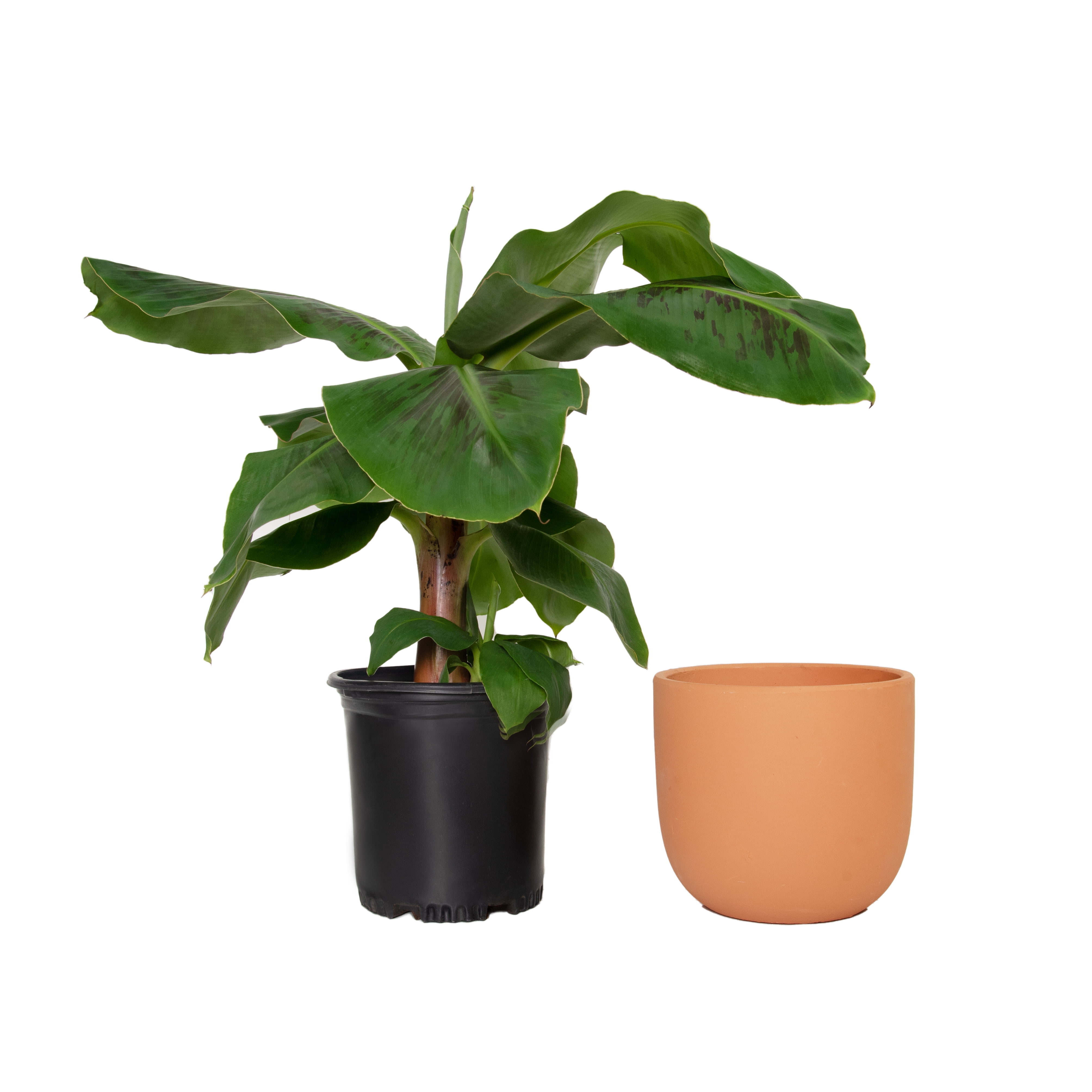 Plant With Purpose 7 in. Terracotta Bowl Planter with 8 in. Banana Dwarf Cavendish Live Houseplant Bright Indirect Sun- 1 Piece