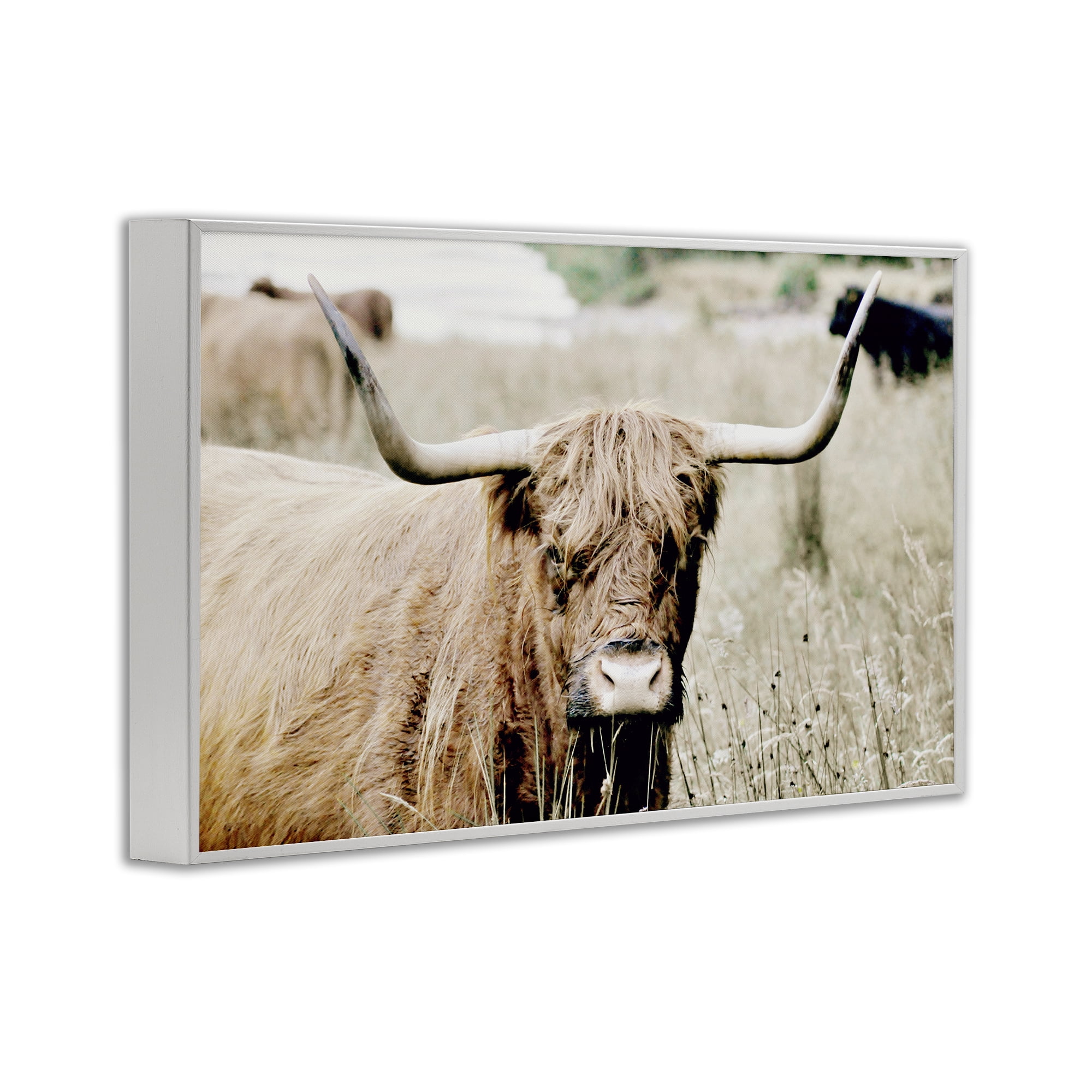 Stupell Industries Highland Cattle in Field Animals & Insects Photography White Framed Art Print Wall Art, 24 x 16
