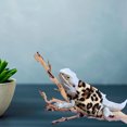 thumbnail image 2 of Miangastore Lizard Clothes for Bearded Dragons Reptile Small Clothes Outdoor Warm Clothing Lizard Accessory, 2 of 8