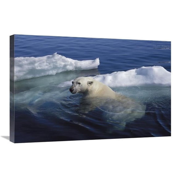 20 x 30 in. Polar Bear Swimming, Wager Bay, Canada Art Print - Flip Nicklin