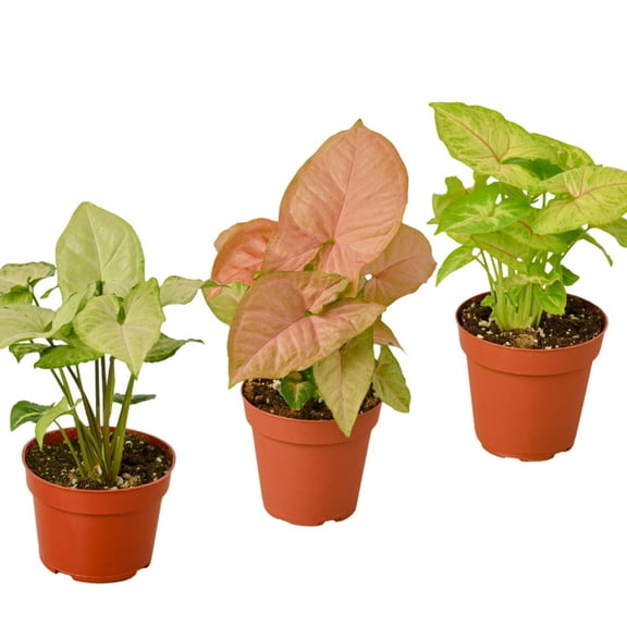 3 Different Syngonium Plants - Arrowhead Plants / 4" Pot / Live Plant, 4" Pot, Indoor Houseplant, Easy Care, Live Plant for Indoor & Outdoor