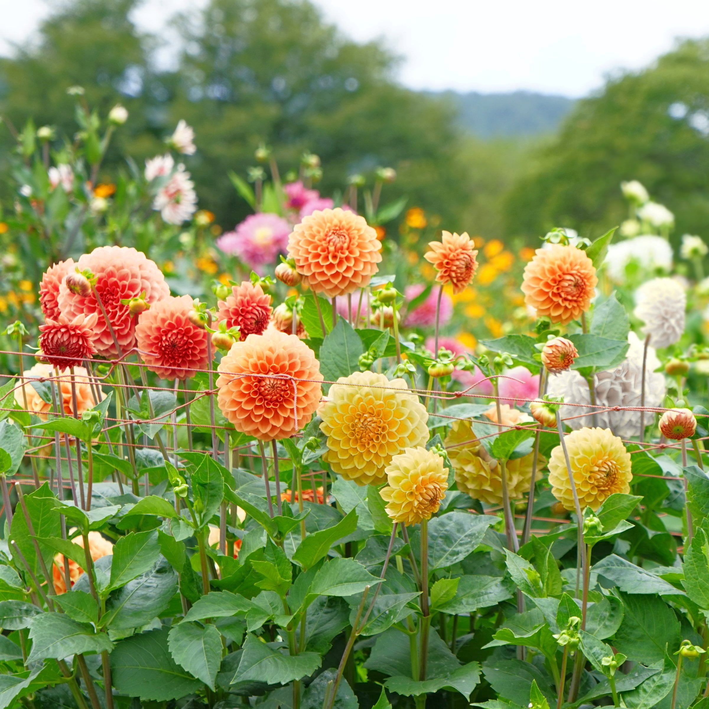 National Plant Network Dahlia Ball Mixed Bulbs (5-Pack)