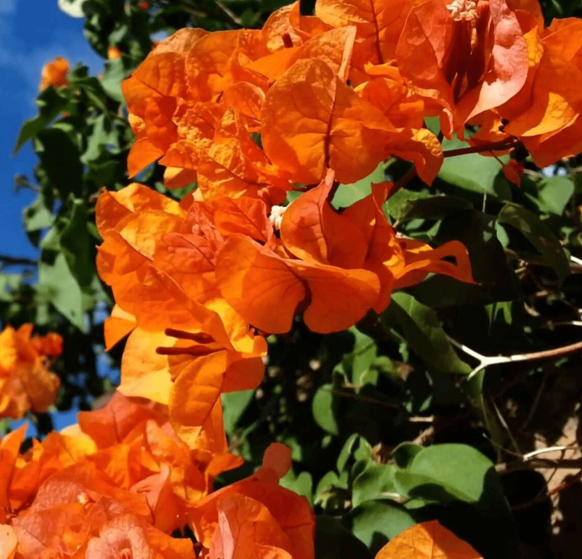 Set 2 Sundown Orange Bougainvillea Live Starter Plants for Planting, Orange Bougainvillea Flower Plants, Rare Multi-Colored Blooms, 4 to 6 Inch Tall, Ship No Pot