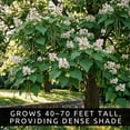 thumbnail image 6 of 2 Catalpa Tree Live Plants – Hardy Flowering Shade Tree (Catalpa speciosa) – Large Heart-Shaped Leaves & Showy White Blooms – Fast Growing Landscape Tree – 1–2 Ft Starter Saplings, 6 of 7