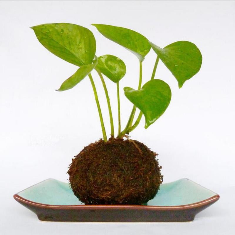10xMini Garden Pot Moss Ball Bonsai Decor Gardening Pot Woven Diameter 9cm 