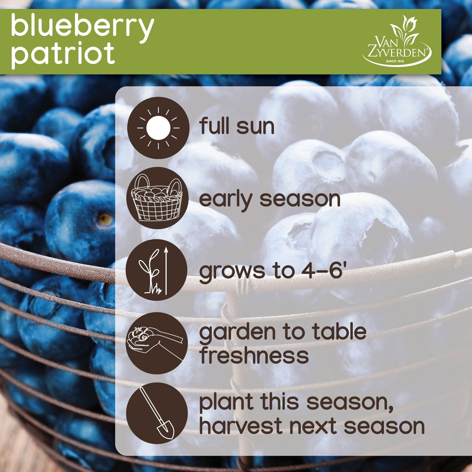 Expert Gardener Blueberry Patriot (1 Dormant Bare Root) Full Sun, Blue, Perennial