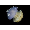 thumbnail image 2 of Shimlock, Jones 14x11 White Modern Wood Framed Museum Art Print Titled - Jellyfish and juvenile trevally fish, Indonesia, 2 of 4