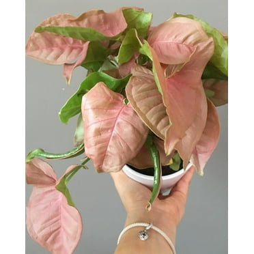 Syngonium Neon Pink - Live Plant in a 4 Inch Pot - Syngonium Podophyllum 'Neon Pink' - Stunning Houseplant with Unique Foliage - The Perfect Air Purifying Houseplant Companion