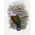 thumbnail image 2 of Gould, John 19x24 White Modern Wood Framed Museum Art Print Titled - Finschs Fruit-Pigeon, 2 of 4